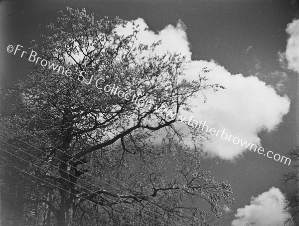 CLOUDS TREES WIRES